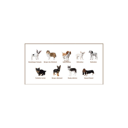 Jeu 3DS NINTENDO Nintendogs Bouledogue Selects
