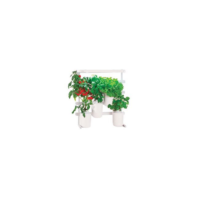 Recharge jardin d'intérieur PRET A POUSSER Mini tomates