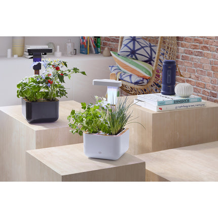 Jardin d'intérieur ESSENTIELB Eve
