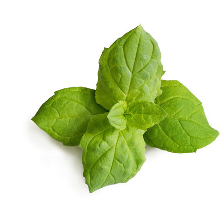 Recharge jardin d'intérieur VERITABLE menthe marocaine bio