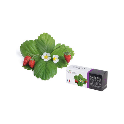 Coffret recharges jardin d'intérieur VERITABLE Fraises