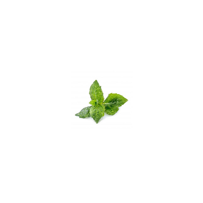 Recharge jardin d'intérieur VERITABLE Menthe Verte BIO