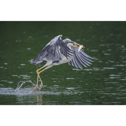 Appareil photo Hybride CANON EOS R5 Boîtier nu