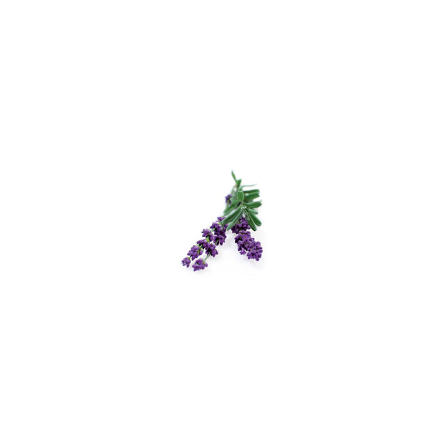 Recharge jardin d'intérieur CLICK AND GROW Lavande (lot de 3)