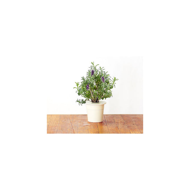 Recharge jardin d'intérieur CLICK AND GROW Lavande (lot de 3)