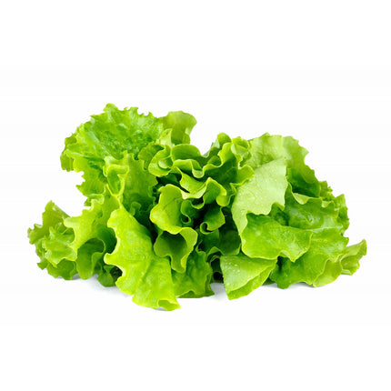 Recharge jardin d'intérieur CLICK AND GROW Laitue verte lot de 3