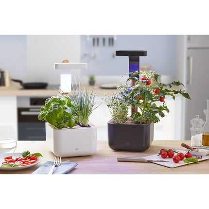 Jardin d'intérieur ESSENTIELB Eve