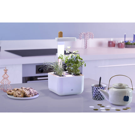 Jardin d'intérieur ESSENTIELB Eve