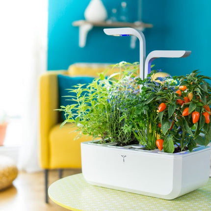 jardin-dinterieur-veritable-classic-blanc