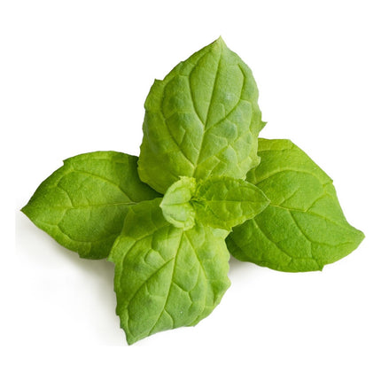 recharge-jardin-dinterieur-veritable-menthe-marocaine-bio