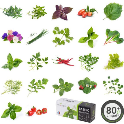 recharge-jardin-dinterieur-veritable-menthe-marocaine-bio