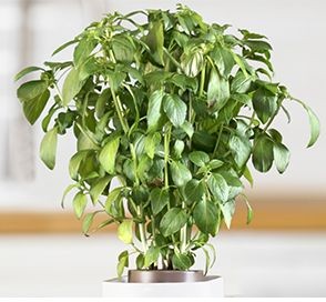 recharge-jardin-dinterieur-pret-a-pousser-basilic-grand-vert