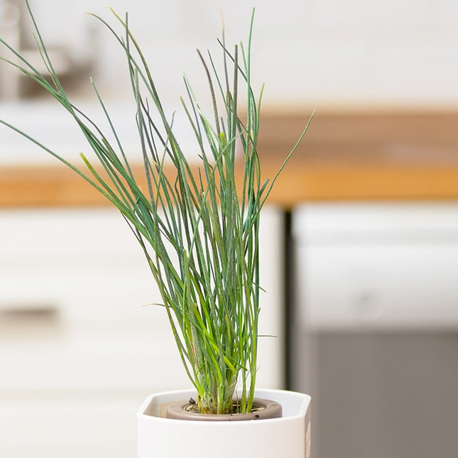 recharge-jardin-dinterieur-pret-a-pousser-ciboulette