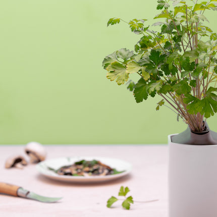 recharge-jardin-dinterieur-pret-a-pousser-persil