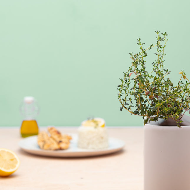 recharge-jardin-dinterieur-pret-a-pousser-thym