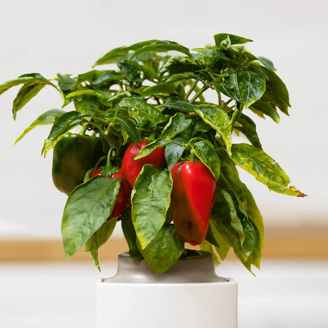 recharge-jardin-dinterieur-pret-a-pousser-mini-poivrons