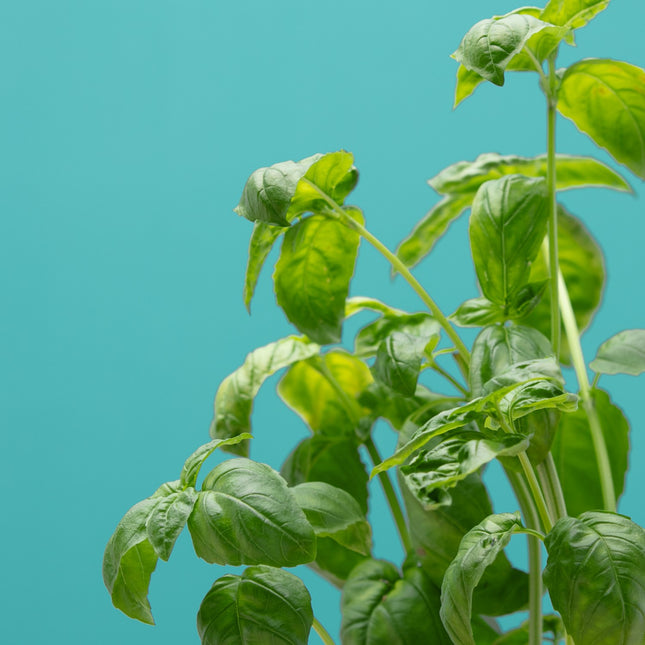 recharge-jardin-dinterieur-pret-a-pousser-basilic-citron