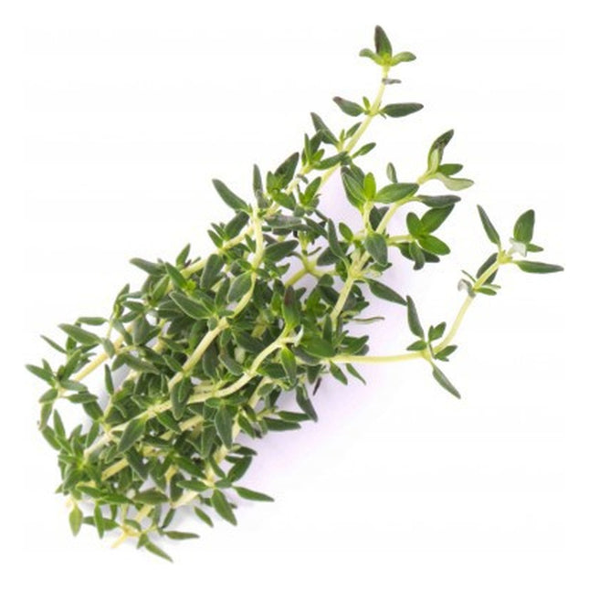 recharge-jardin-dinterieur-veritable-thym-bio