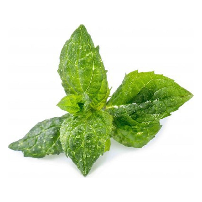 recharge-jardin-dinterieur-veritable-menthe-verte-bio
