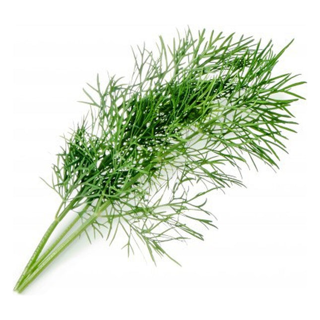 recharge-jardin-dinterieur-veritable-aneth-bio