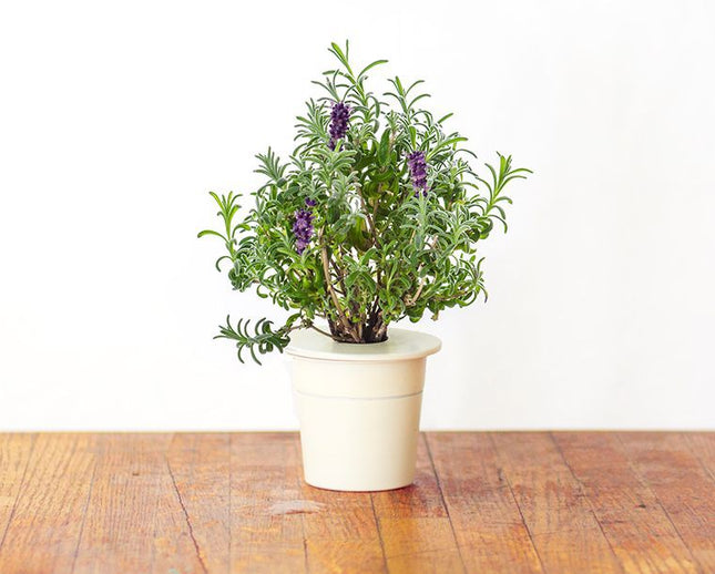 recharge-jardin-dinterieur-click-and-grow-lavande-lot-de-3