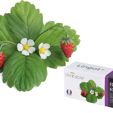 coffret-recharges-jardin-dinterieur-veritable-fraises