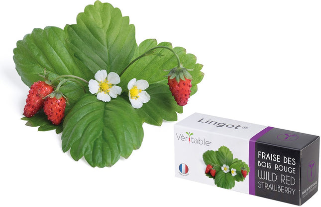 coffret-recharges-jardin-dinterieur-veritable-fraises
